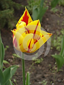 Tulip flower 'Mona Lisa' (stripes or flames of red, yellow background)