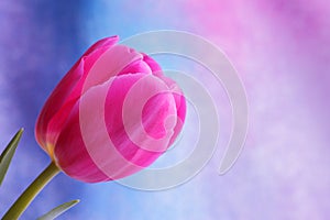 Tulip flower : Mothers Day Valentines Stock Photos