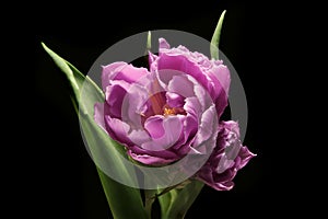 Tulip flower -object on a black background