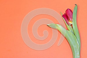 Tulip flower on orange background. Floral banner under the text. Orange background