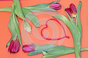 Tulip flower on orange background. Floral banner under the text. Orange background