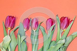 Tulip flower on orange background. Floral banner under the text. Orange background