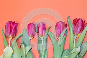 Tulip flower on orange background. Floral banner under the text. Orange background