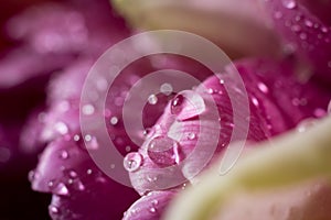 Tulip flower petal with waterdrops background. Close up photo, macrophotography