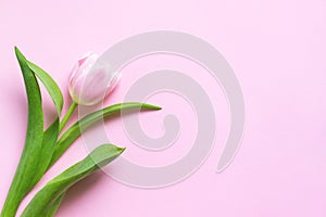 Tulip flower on pink background