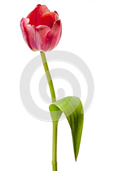 Tulip Flower Pink Red Tulips Flower Floral