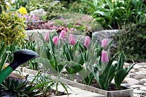 Tulip in the flower pot