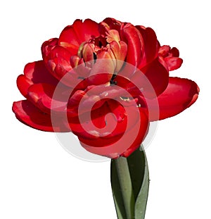 Tulip flower in red. Isolated transparent png attached