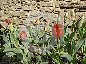 Tulip flower in red. Isolated transparent png attached