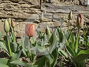 Tulip flower in red. Isolated transparent png attached