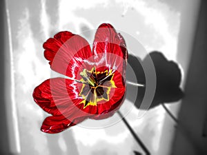 Tulip flower in red. Semi transparent shadow behind