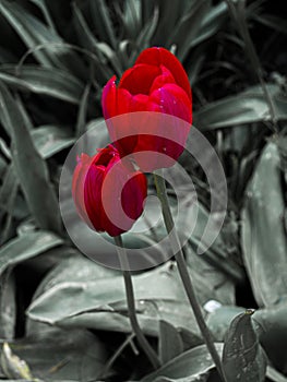 Tulip flower in red. Semi transparent shadow behind