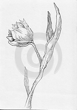 Tulip flower sketch