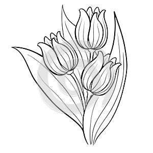 tulip, flower, sketch, coloring, isolated object on a white background, vector illustration