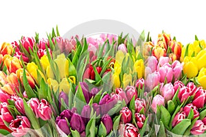 Tulip Flower Spring bouquet.Valentines Day.Mothers Day