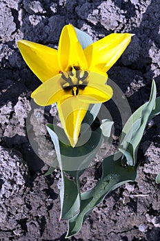 Tulip flower of spring and hope