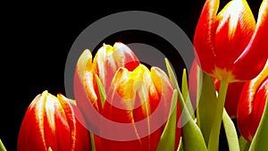 Tulip Flower Time-lapse