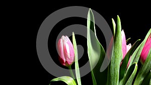 Tulip Flower Time-lapse