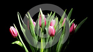 Tulip Flower Time-lapse