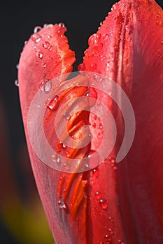 Tulip flower with water drops photo