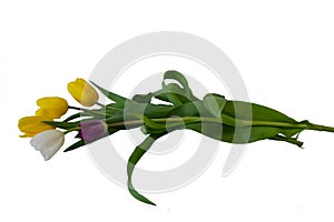 Tulip flower on a white background, isolate, cu