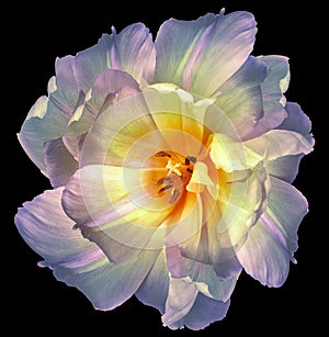 Tulip  flower yellow-purple. Flower isolated on the black background. No shadows with clipping path. Close-up.
