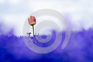 Tulip in flowerbed with purple coloring hyacinths against dark sky in spring time