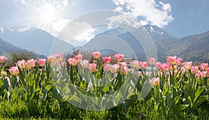 Tulip flowerbed at spa garden schliersee