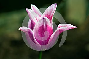 Tulip flowering in Sprotbrough, Doncaster, in April 2020. photo