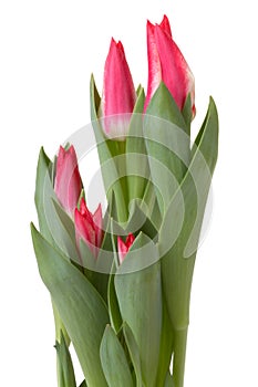 Tulip flowers