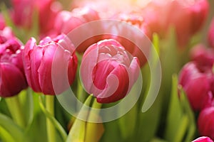 Tulip flowers