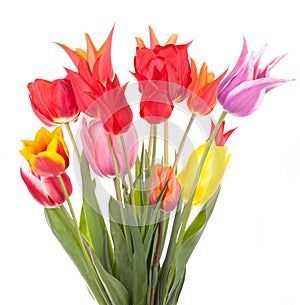 Tulipán flores 