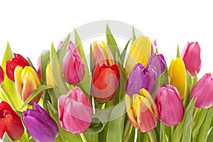 Tulip flowers photo