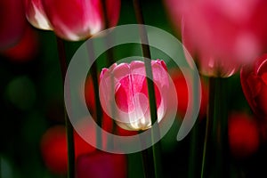 Tulipano fiori 