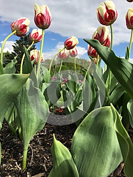 Tulip flowers