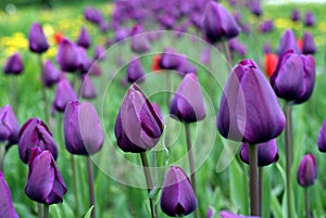 Tulip flowers as a symbol of love