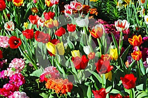 Tulip flowers in atlixco, puebla I