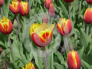 Tulip flowers in bed with bright orange petals. Dual colored flowers of red and yellow