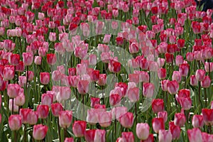 Tulip flowers photo