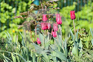 Tulip flowers at garden photo