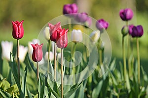 Bright sunny colorful tulips at garden photo