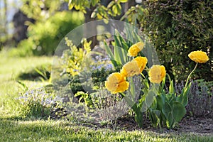 Bright sunny colorful tulips at garden photo