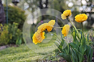 Tulip flowers at garden photo