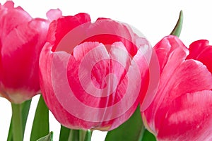 Tulip flowers close-up on a white background