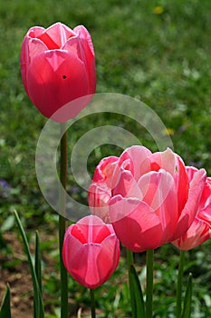 Tulip flowers of Esther hybrid with some small bug on one of the petals of highest tulip