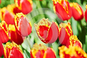 Tulip flowers on field