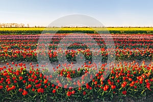 Tulip flowers field farm in spring landscape.