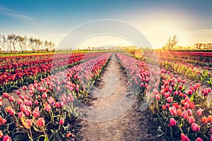 Tulip flowers field farm in spring landscape at sunset