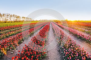 Tulip flowers field farm in spring landscape at sunset