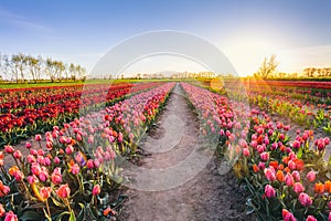 Tulip flowers field farm in spring landscape at sunset